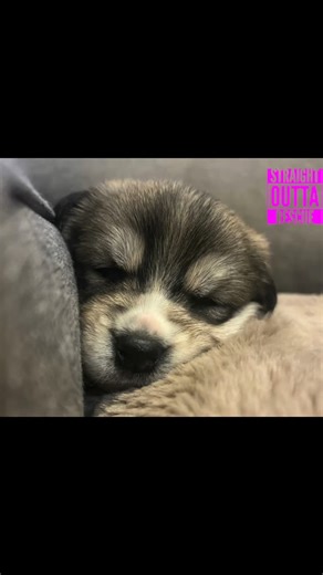 Foster Homes Needed Soon! Meet Cloverly! DOB: October 7, 2025 Cloverly is a thoughtful little girl who takes her time exploring the world around her. Once she decides it’s playtime, she joins in with energy and enthusiasm, showing off her playful side. She’s also an extreme nap master, often found snoozing belly up in the cutest positions—she truly knows how to relax in style! We’re now looking to line up foster homes for Cloverly and her siblings once they’re weaned at 8 weeks old. Having indiv