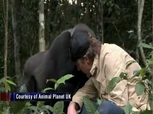 Man Reunites With Gorilla He Raised
