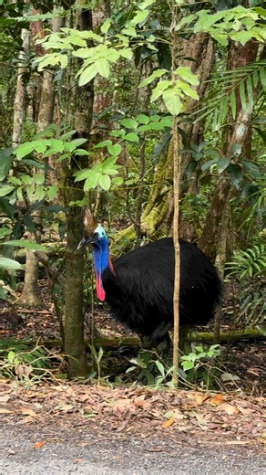 3.3K views · 191 reactions | Cassowary emerging from the rainforest onto Cape Tribulation Road.  Learn more about the endangered Southern Cassowary here: https://www.savethedaintree.org/southern-cassowary#DaintreeBuyBack #DaintreeRainforest #DaintreeBuyBack #daintreerainforest#SaveTheDaintree#VisitDaintree #cassowary Photo by K. Davies | Save the Daintree Rainforest | Facebook