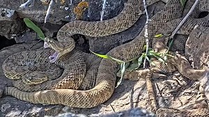 New livestream gives scientists a closer look into the lives of rattlesnakes