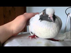 Latte the pigeon wants cuddles (read description)