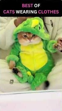 Dressing Up Your Cat Is So Funny!