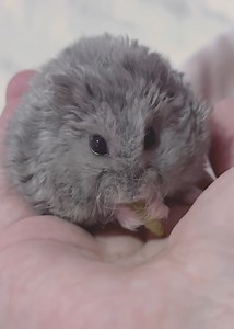 My fluffy little anti-stress ball… the best hamsteremedy for all my problems! 💕🐹#hamster #hamsters #pets #animals | Hamstars