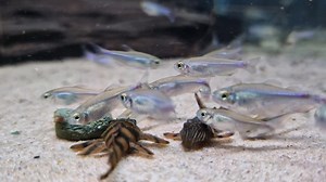 Blue tetra, Captive bred L397 and some True Juli Cory's 👍 | Pier Aquatics