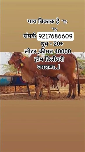 गाय विकने आहे मो,, 9217686609दूध 20 लीटर कीमत 40000ऑल इंडिया ट्रांसपोर्ट सुविधा उपलब्ध है