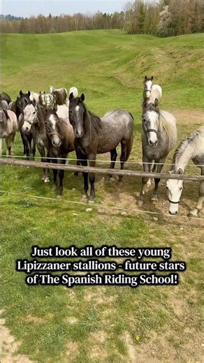Just look all of these young Lipizzaner stallions - future stars of The Spanish Riding School!