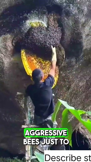 How risky is collecting honey?