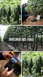 ANACONDA (WS-7840) https://bit.ly/47VQZ4y es un pepino slicer partenocárpico ideal tanto para mercados nacionales como de exportación. De plantas vigorosas con buena cobertura, adaptables a diferentes regiones y con buen comportamiento frente al mildiú. Sus frutos son de color verde oscuro, usualmente en calibre super select. Contáctenos vía: 📲 Messenger, 📞 52 (686) 843 1783, o 📧 mail@westarseeds.com | Westar Seeds