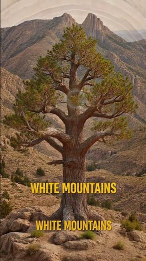 The world oldest known living tree is over 5,000 years
