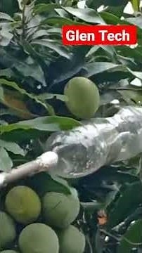 Mango Harvester Home Made / diy