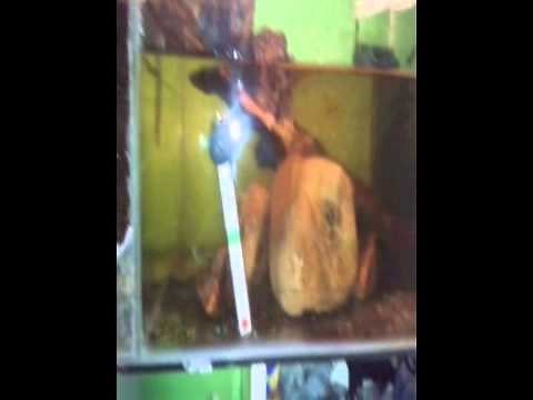 how to build a half land half water terrarium/paludarium