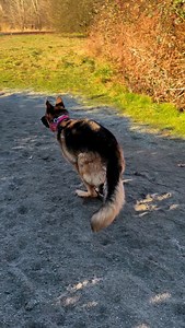 2.5K views · 582 reactions | Dog park visit compilation. Remy didn’t feel like howling today. | Fluffbutt Remy | Facebook