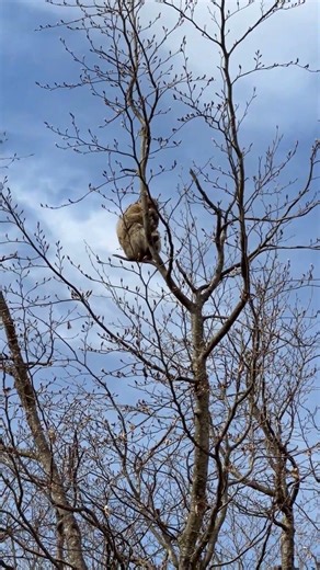 Diese Affe klettert hoch in dir Himel