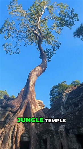 Angkor Wat: Your Perfect 1-Day Itinerary Revealed! #shorts