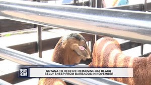 3.7K views · 55 reactions | Following the arrival of some 132 black belly sheep from Barbados on August 04 2022, the remaining batches to make up the promised 1,000 sheep are expected to arrive in Guyana during the month of November. | News Room | Facebook