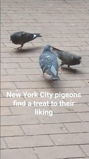 #piegons #newyorkcity #nature