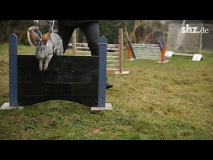 Rabbit Hop: Show Jumping for Rabbits