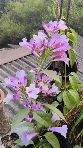 garlic vine flowering time #garden #shorts #trend