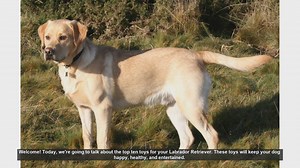 Top 10 Toys for Your Labrador Retriever: Keep Them Happy and Healthy!