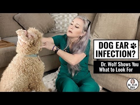 Dog Ear Infection? Dr. Wolf shows you what to look for.
