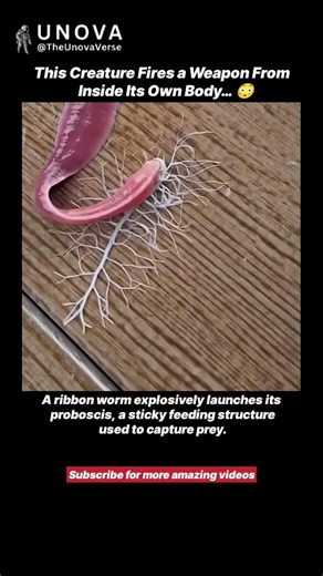 This Worm Has a Weapon Hidden Inside Its Body 🤯