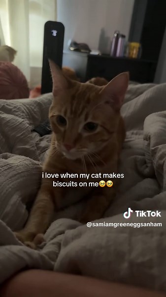 Adorable Moments: Cat Making Biscuits