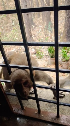 🐒 monkey baby looking very cute 🥰 and sweets viral #trending #viral #shortfeed #shortsfeed