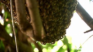 40K views · 391 reactions | "Its construction, how they've waxed it to the vine is amazing." Bee experts are buzzing after discovering one of the biggest feral hives they've seen. www.newshub.co.nz/nznews/experts-buzzing-over-beehive-discovery-2016031617#axzz430LhsWgE | Newshub | Facebook