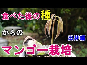 マンゴーの種まき２ 植え付け～出芽