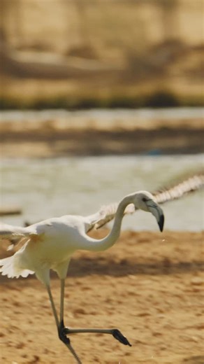 James Arieta on Instagram: "We tested the performance of the Nikon ZR again using R3D NE, with a special focus on how fast and accurate the animal eye-tracking is. As you can see, the camera locks focus quickly and delivers impressive sharpness. Hopefully, a future update will include an option to choose a lower file format for R3D NE. Next time, we will test image quality using the H.265 format with N-Log. @nikonmea #nikonzr #r3dne #lovelake #uae #madcreators"