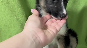 VID_20240208_154459_919.mp4.mov