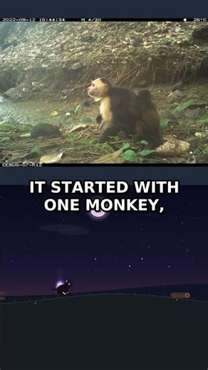 Monkeys Started Kidnapping Other Monkeys' Babies