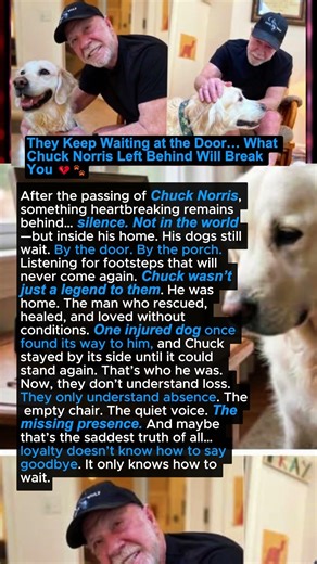 They Still Wait for Him… Chuck Norris’ Dogs Don’t Know He’s Gone 💔 #shorts