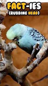 (Fact-Ies) Why Does Your Budgie Rub Its Head? 2 Fascinating Facts #budgies #parakeets #budgiefacts