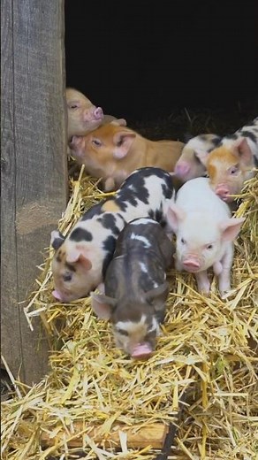 Cute Piglets The Adorable Babies of the Farm | Smartest Baby Farm Animals