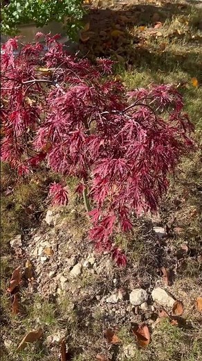 Red winter maple