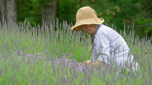 Pick your own spring flowers at these 9 MA farms, with two on Cape Cod