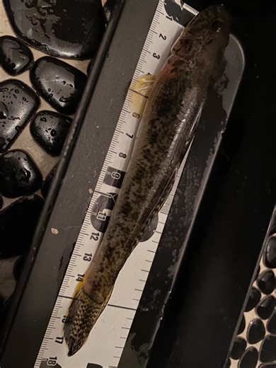 まだまだ居るねハゼ🎣 #釣り#ハゼ