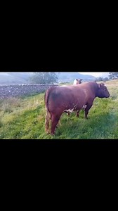 7.9K views · 17 reactions | ▶️ FARM TO FARM  Pedigree Beef Shorthorn Bull - 2020 Born Only for sale as coming back onto daughters. Excellent temperament. Tb Tested Clear. ☎️ Contact Lisa Bennett 07971 118717 | North West Auctions | Facebook