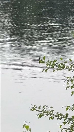 Loons on Lake G