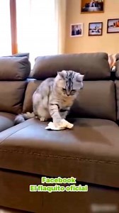 35K views · 1K reactions | Cat Tum Itna kam mat karo #cat #comedy #funny | Pintu Comedy Shorts | Facebook