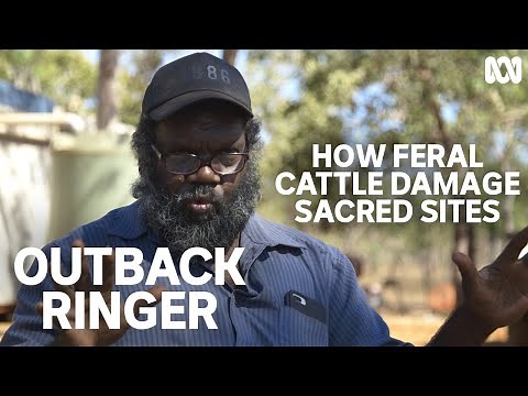 How feral buffalo and cattle damage sacred Aboriginal sites | Outback Ringer