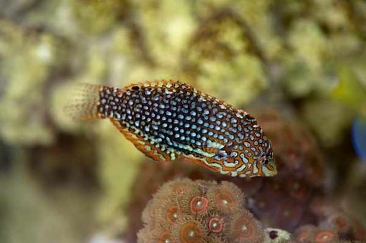 Leopard Wrasse care guide: tank size, diet, max size & more
