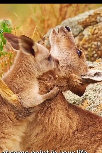 Baby Kangaroo Evades Wild Dogs: Will He Survive?