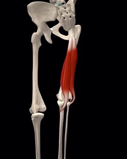 20K views · 181 reactions | Knee flexion The prime flexors of the knee joint are biceps femoris, semitendinosus and semimembranosus, whereas popliteus initiates flexion of the “locked knee” and gracilis and sartorius assist as weak flexors. Animation @muscleandmotion The Strength Training App #kneeflexion #hamstringstrength #hamstringsworkout #kneepain #osteopathy #muscleandmotion #physiotherapy #chiropractic #manualtherapy | Bradley Blair Osteopath | Facebook