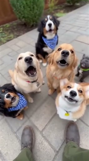 Dogs Choir Performs Beethoven's 5th (Kind Of)