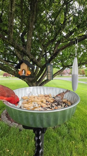 Birdwatching Adventures in Pennsylvania's Nature