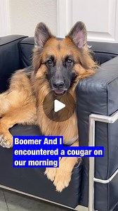 German Shepherd Service Dog | I saved my boomer from a cougar attack today #gsd #doglife #dogprotection | Instagram