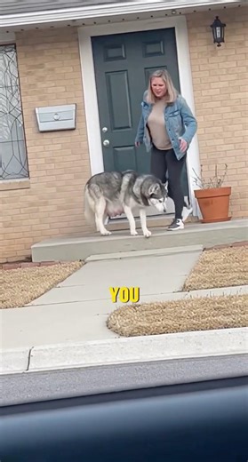 She Kicked Her Pregnant Husky Out… On Her Last Day💔🐾 #usa