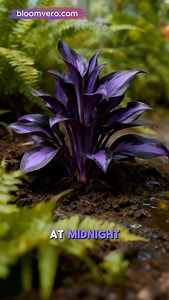 557K views · 6.2K reactions |  Midnight Purple Heart Hosta Seeds...